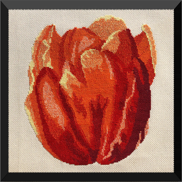Red Tulip